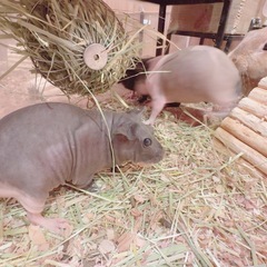 moff cafe おやつチケットの画像