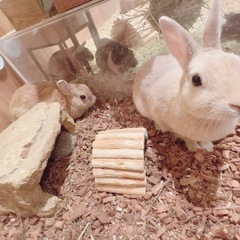 moff cafe おやつチケットの画像