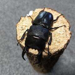 ヒラタクワガタ  ♂57mmの画像