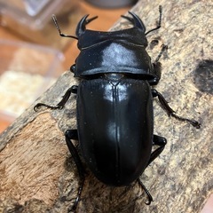 オオクワガタ【能勢YG】♂1♀2トリオの画像