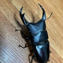 オオクワガタ【能勢YG】♂1♀2トリオの画像