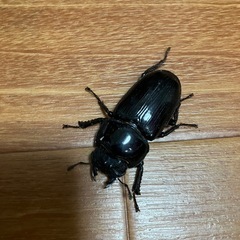 オオクワガタ【能勢YG】♂1♀2トリオの画像