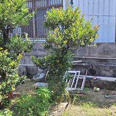 黒木　5本まとめての画像