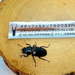 ㉓メタリフェルホソアカクワガタ　ペア　パープルの画像