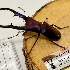 ㉓メタリフェルホソアカクワガタ　ペア　パープルの画像