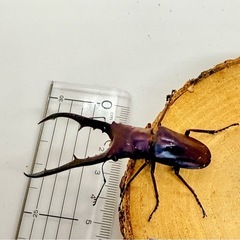㉓メタリフェルホソアカクワガタ　ペア　パープルの画像