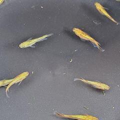 ‪🔆‬男子だよサンシャインメダカ10匹＋‪α‪🔆‬の画像