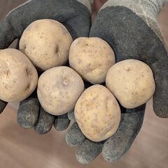 信州産のジャガイモとニンニク（小粒）の画像
