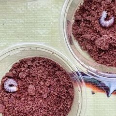 ミシマコクワガタ幼虫(5頭)！の画像