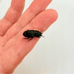 ⑳訳あり品　Aegus sp. ペアの画像