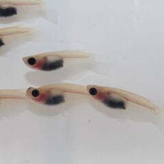 パンダメダカ 3匹セット - 道の駅にのみやで直売しております。メダカ販売店 亀田養魚 めだかの生産・卸・販売。の画像