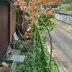 ランキングキーワードに紐づく投稿画像-観葉植物