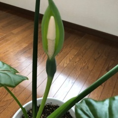 観葉植物・グリーンパラダイスの画像