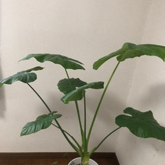 観葉植物・グリーンパラダイスの画像