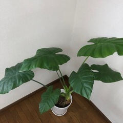 観葉植物・グリーンパラダイスの画像