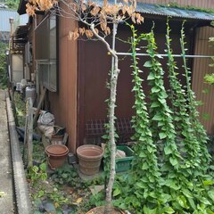逗子 無料あげます 家庭菜園 庭木 植木 ししとう ゴーヤー つるむらさき アロエ 紫蘇 シソ 植木 植物 樹木 花壇 花 家庭菜園 土いじり 観葉植物 栽培 DIY 畑 農園 木陽樹 ガーデン 盆栽 造園 緑化 庭いじり 菜園 野畑 植木鉢 プラントポット プランター グロスポット 0円 お譲りします 差し上げます テラコッタ 蔓紫 ツルムラサキ つる 夏 緑黄色野菜 庭木 落葉樹 ガーデニング 農業 花 盆栽 移殖 シンボルツリーの画像