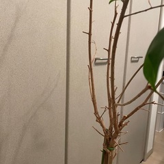 ベンジャミン　の画像
