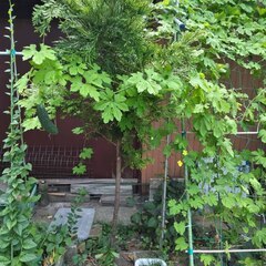 逗子 無料あげます 家庭菜園 庭木 植木 ししとう ゴーヤー つるむらさき アロエ 紫蘇 シソ 植木 植物 樹木 花壇 花 家庭菜園 土いじり 観葉植物 栽培 DIY 畑 農園 木陽樹 ガーデン 盆栽 造園 緑化 庭いじり 菜園 野畑 植木鉢 プラントポット プランター グロスポット 0円 お譲りします 差し上げます テラコッタ 蔓紫 ツルムラサキ つる 夏 緑黄色野菜 庭木 落葉樹 ガーデニング 農業 花 盆栽 移殖 シンボルツリーの画像