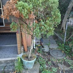 逗子 無料あげます 家庭菜園 庭木 植木 ししとう ゴーヤー つるむらさき アロエ 紫蘇 シソ 植木 植物 樹木 花壇 花 家庭菜園 土いじり 観葉植物 栽培 DIY 畑 農園 木陽樹 ガーデン 盆栽 造園 緑化 庭いじり 菜園 野畑 植木鉢 プラントポット プランター グロスポット 0円 お譲りします 差し上げます テラコッタ 蔓紫 ツルムラサキ つる 夏 緑黄色野菜 庭木 落葉樹 ガーデニング 農業 花 盆栽 移殖 シンボルツリーの画像