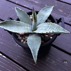 写真更新　アガベアメリカーナ② の画像