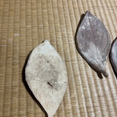 葉っぱのお皿4枚の画像