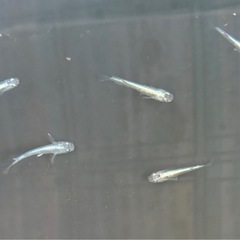 メダカ🐟マリアージュリアルロングフィン若魚の画像