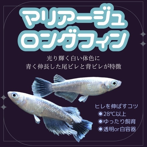 メダカ?マリアージュリアルロングフィン若魚 (めだかや花雫) 浜加積の 