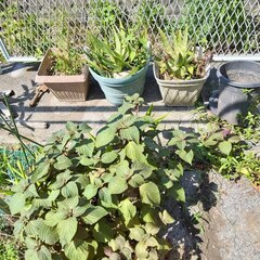 逗子 無料あげます アロエ 紫蘇 ししとう ゴーヤー つるむらさき シソ 植木 植物 樹木 花壇 花 家庭菜園 土いじり 観葉植物 栽培 DIY 畑 農園 木陽樹 ガーデン 盆栽 造園 緑化 庭いじり 菜園 野畑 植木鉢 プラントポット プランター グロスポット 0円 お譲りします 差し上げます テラコッタ 蔓紫 ツルムラサキ つる 夏 緑黄色野菜 庭木 落葉樹 ガーデニング 農業 花 盆栽 移殖 シンボルツリーの画像