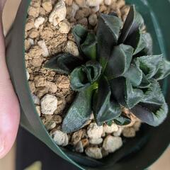 ハオルチア　レツーサの画像