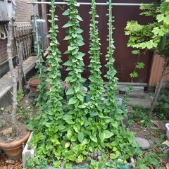 逗子 無料あげます アロエ 紫蘇 ししとう ゴーヤー つるむらさき シソ 植木 植物 樹木 花壇 花 家庭菜園 土いじり 観葉植物 栽培 DIY 畑 農園 木陽樹 ガーデン 盆栽 造園 緑化 庭いじり 菜園 野畑 植木鉢 プラントポット プランター グロスポット 0円 お譲りします 差し上げます テラコッタ 蔓紫 ツルムラサキ つる 夏 緑黄色野菜 庭木 落葉樹 ガーデニング 農業 花 盆栽 移殖 シンボルツリーの画像