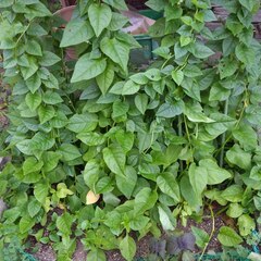 逗子 無料あげます アロエ 紫蘇 ししとう ゴーヤー つるむらさき シソ 植木 植物 樹木 花壇 花 家庭菜園 土いじり 観葉植物 栽培 DIY 畑 農園 木陽樹 ガーデン 盆栽 造園 緑化 庭いじり 菜園 野畑 植木鉢 プラントポット プランター グロスポット 0円 お譲りします 差し上げます テラコッタ 蔓紫 ツルムラサキ つる 夏 緑黄色野菜 庭木 落葉樹 ガーデニング 農業 花 盆栽 移殖 シンボルツリーの画像
