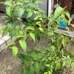 欅　ケヤキ　庭木　1鉢　　植物の画像