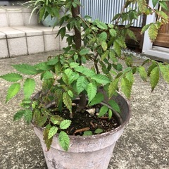欅　ケヤキ　庭木　1鉢　　植物の画像