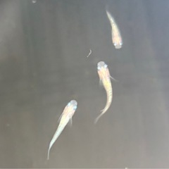 メダカ🐟ピンクサファイア若魚の画像