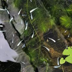 みゆきメダカ　成魚　5匹②の画像