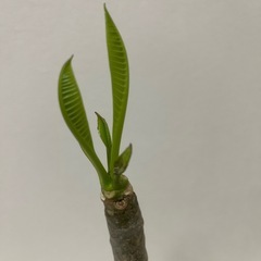 プルメリア 発根済み 花色不明の画像