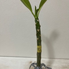 プルメリア 発根済み ハワイアンイエローの画像