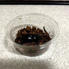 オオクワガタ♀成虫（越冬済、新成虫）　譲りますの画像