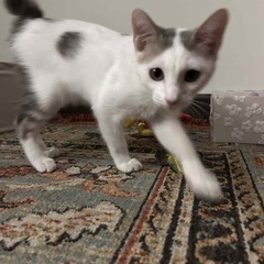白灰仔猫オス　8/16/2025犬猫クリニックこのはな譲渡会参加予定