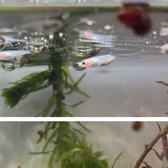 メダカ🐟ピンクサファイア若魚の画像