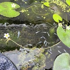 ガガブタ大　鉢付き　水草の画像