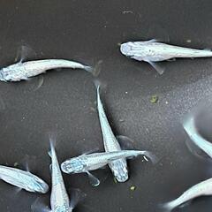 ☆ネプチューンシルバーtypeメダカ♂3♀6＋1おまけ②☆の画像
