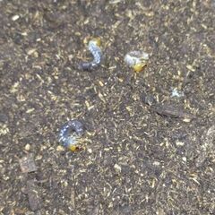 【国産最大ノコギリ】アマミノコギリクワガタ 幼虫5頭セット販売の画像