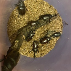 カブトムシのペア4セット（8匹）の画像