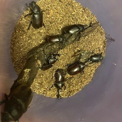 カブトムシのペア4セット（8匹）の画像