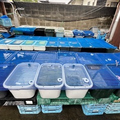 めだか販売🌻🍋💛
の画像