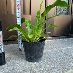 オオタニワタリの画像