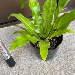 オオタニワタリの画像
