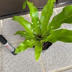 オオタニワタリの画像