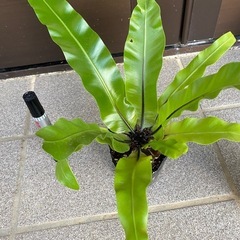 オオタニワタリ２個
　の画像
